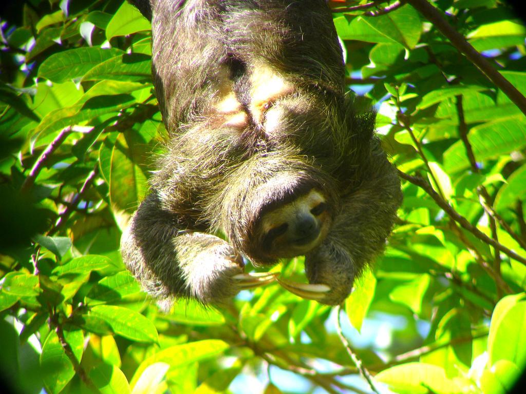 Gamboa Rainforest Reserve Екстериор снимка